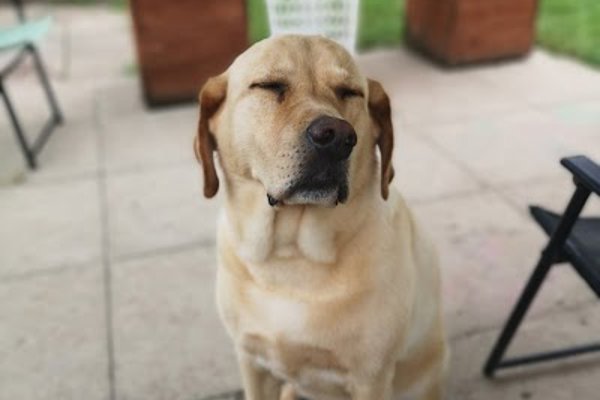 Photo associated with Joni's Dog Grooming Studio