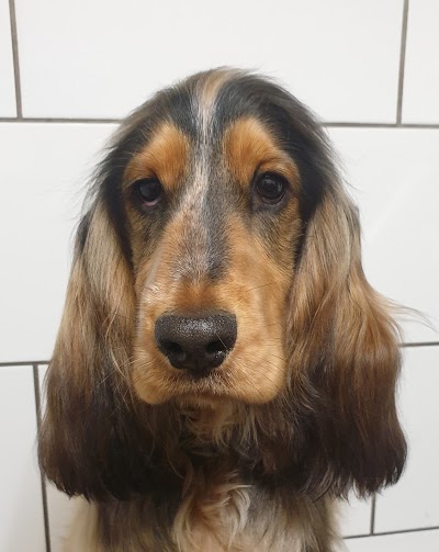 Photo associated with Fetch22 dog grooming & boutique