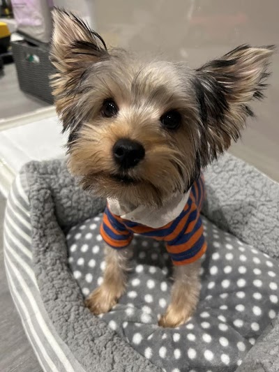Photo associated with Sniffles Dog Grooming Spa
