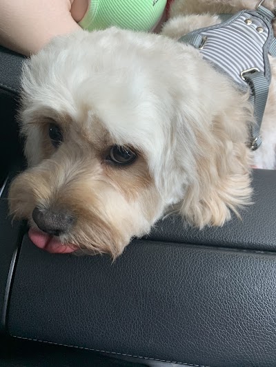 Photo associated with Sniffles Dog Grooming Spa