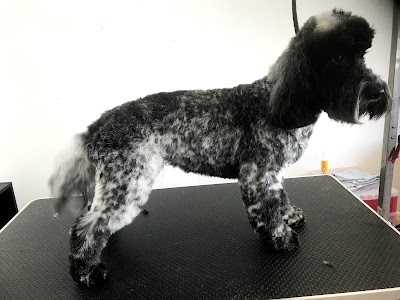 Photo associated with Bootiful Pooches