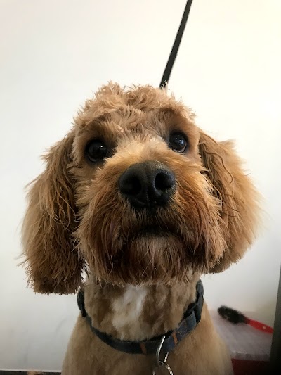 Photo associated with Bootiful Pooches