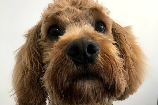 Photo associated with Bootiful Pooches
