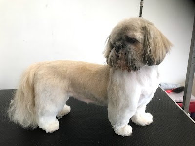 Photo associated with Bootiful Pooches