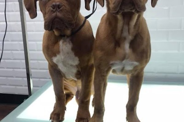Photo associated with The Jolly Groomer - St Helens