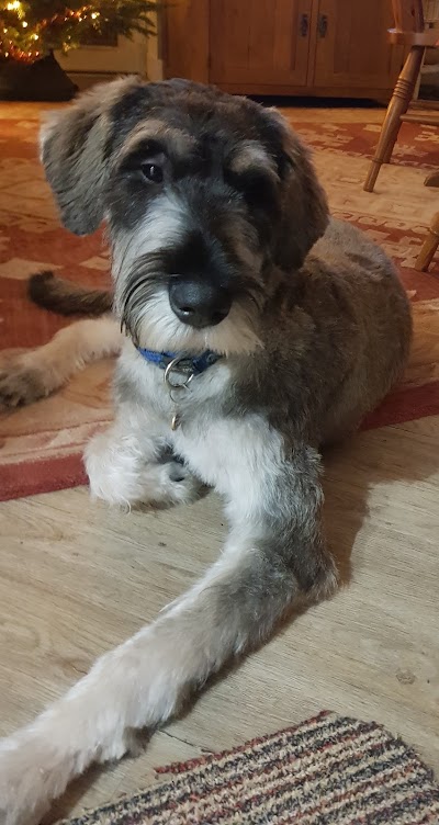 Photo associated with Shaggy Chic Grooming Boutique