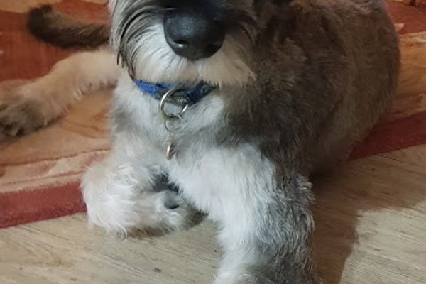 Photo associated with Shaggy Chic Grooming Boutique