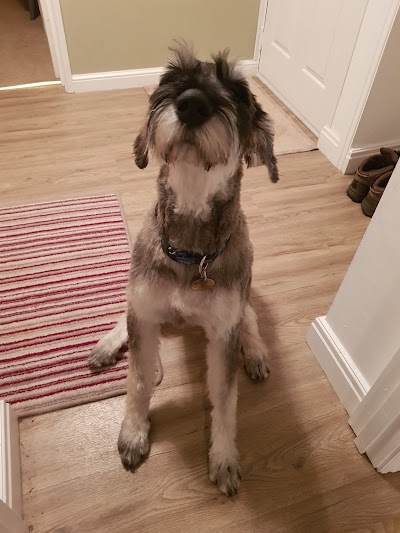 Photo associated with Shaggy Chic Grooming Boutique