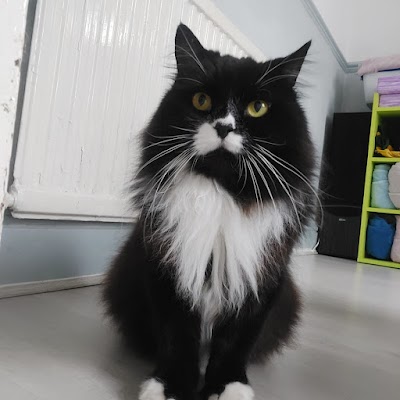 Photo associated with Rubydoos Professional Pet Grooming