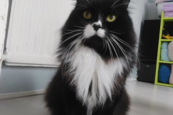 Photo associated with Rubydoos Professional Pet Grooming