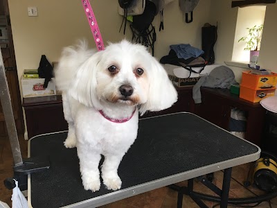 Photo associated with Rubydoos Professional Pet Grooming
