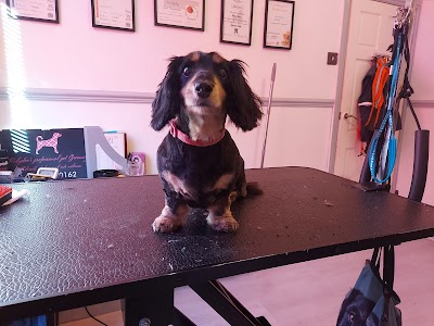 Photo associated with Rubydoos Professional Pet Grooming