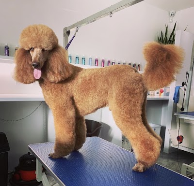 Photo associated with Pet Spa Essex