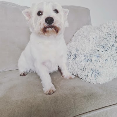 Photo associated with Alfie & Friends Doggy Services