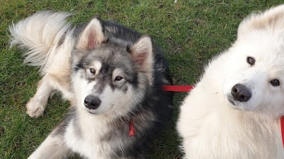 Photo associated with Alfie & Friends Doggy Services