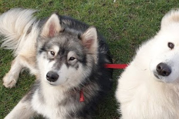 Photo associated with Alfie & Friends Doggy Services