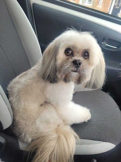 Photo associated with Alfie & Friends Doggy Services