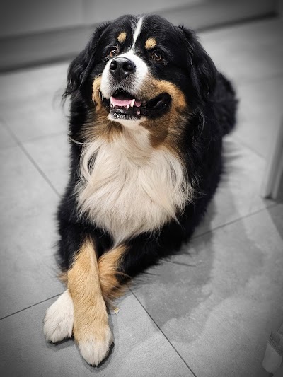 Photo associated with Shampooch Grooming Studio