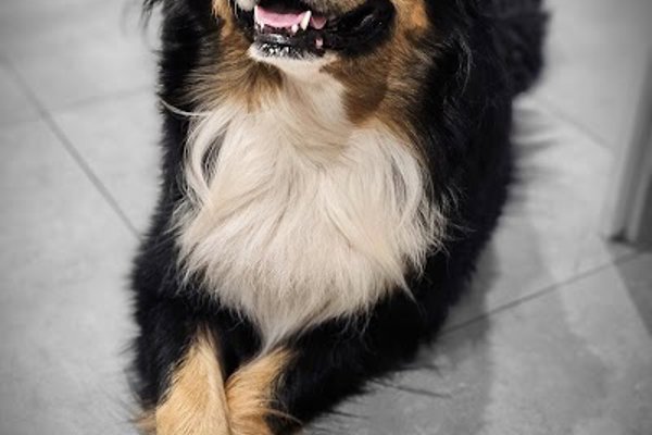 Photo associated with Shampooch Grooming Studio
