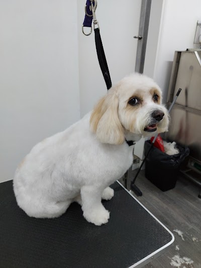 Photo associated with michelles pet grooming