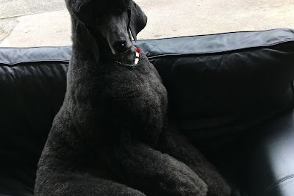 Photo associated with michelles pet grooming
