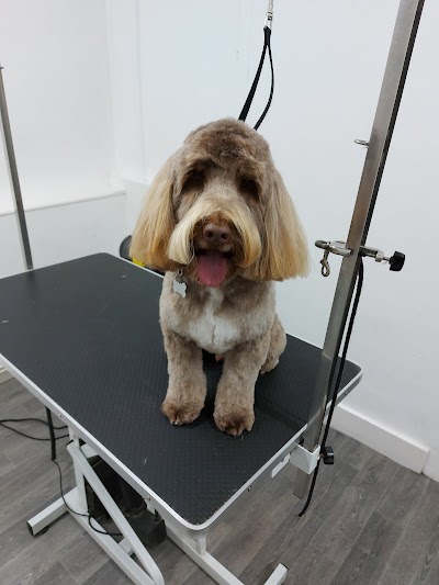Photo associated with michelles pet grooming