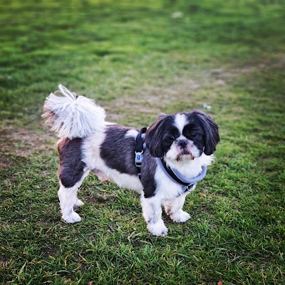 Photo associated with Scruffys Dog Grooming Salon