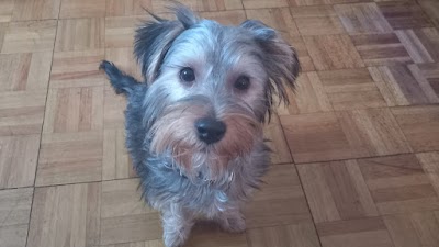 Photo associated with Scruffys Dog Grooming Salon