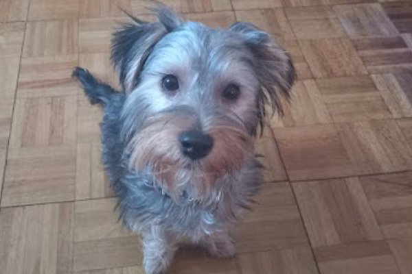 Photo associated with Scruffys Dog Grooming Salon