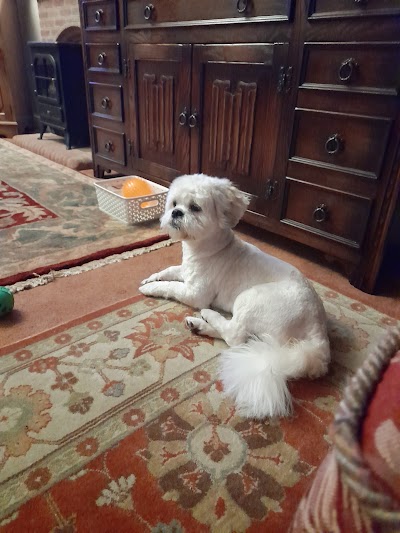 Photo associated with Scruffys Dog Grooming Salon