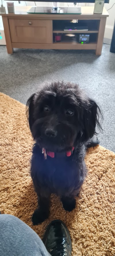 Photo associated with Vivi's Dog Grooming