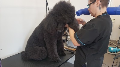 Photo associated with Vivi's Dog Grooming