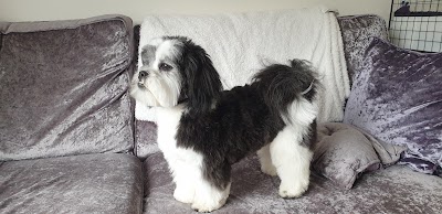 Photo associated with Jade's Dog Groomers
