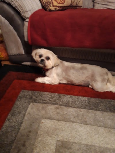 Photo associated with Fido Finesse Canine Grooming
