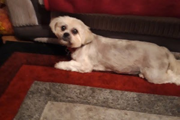Photo associated with Fido Finesse Canine Grooming