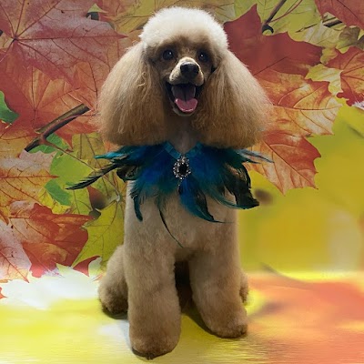 Photo associated with Beauty Dog Normanton (Katarzyna Dziuba)