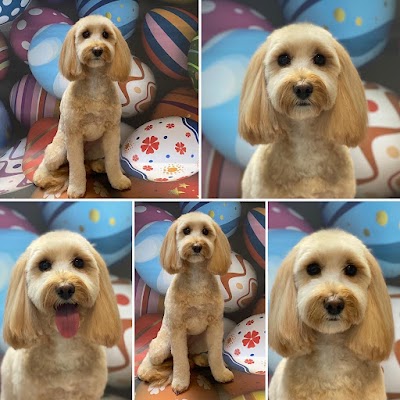 Photo associated with Beauty Dog Normanton (Katarzyna Dziuba)