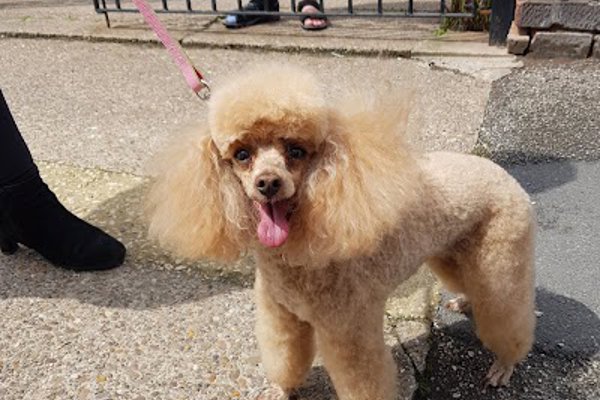 Photo associated with Miss Diane Dog Groomers