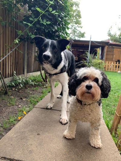 Photo associated with Bubbles & Cuddles - Pet Groomer