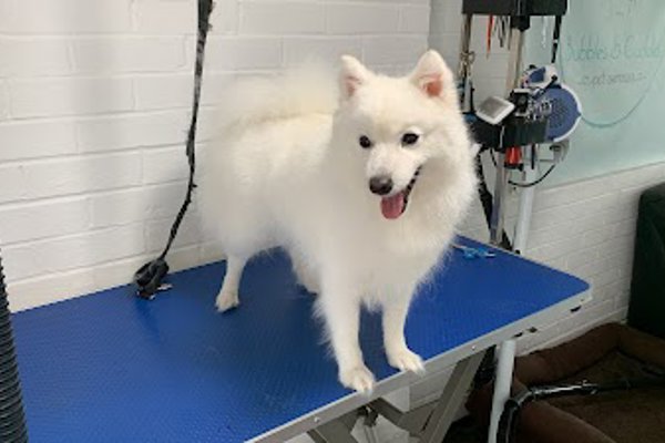 Photo associated with Bubbles & Cuddles - Pet Groomer