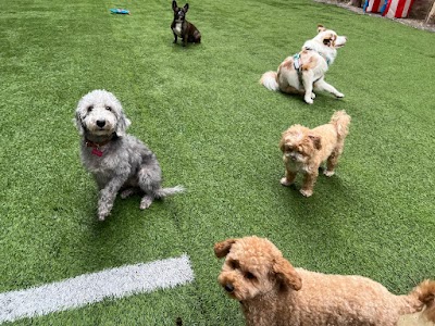 Photo associated with Bubbles & Cuddles - Pet Groomer