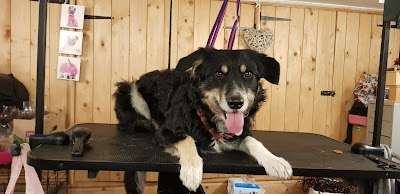 Photo associated with hot dogs grooming studio