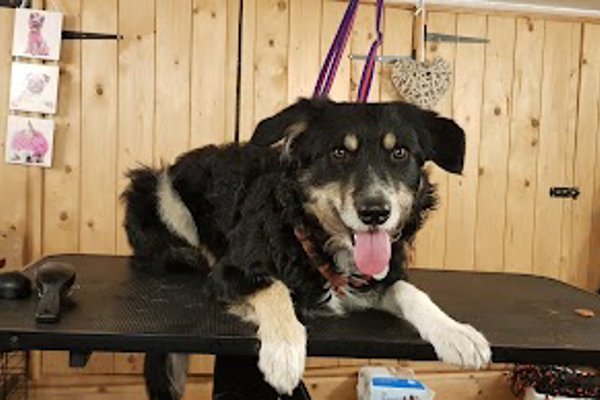 Photo associated with hot dogs grooming studio