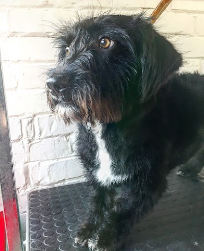Photo associated with Carina's Dog Grooming