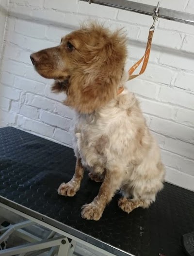 Photo associated with Carina's Dog Grooming