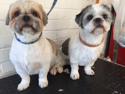 Photo associated with Carina's Dog Grooming