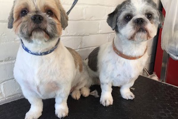 Photo associated with Carina's Dog Grooming