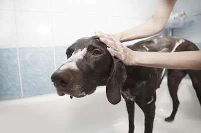Photo associated with Mels Mobile Dog Grooming