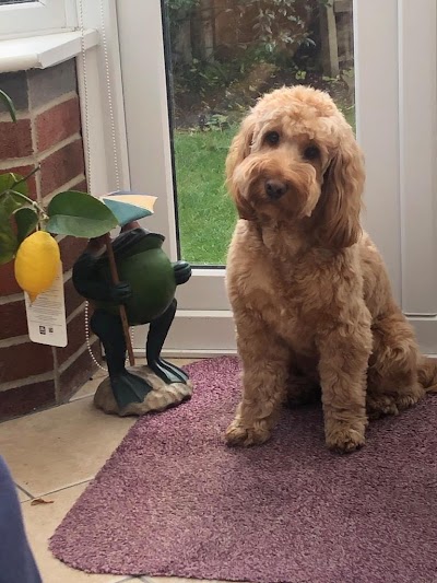 Photo associated with BOS DOGS