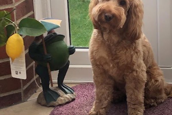 Photo associated with BOS DOGS